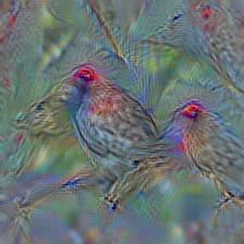 n01532829 house finch, linnet, Carpodacus mexicanus